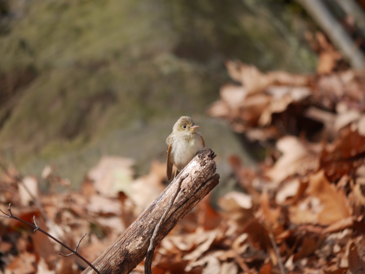 Western Flycatcher - ML255515341