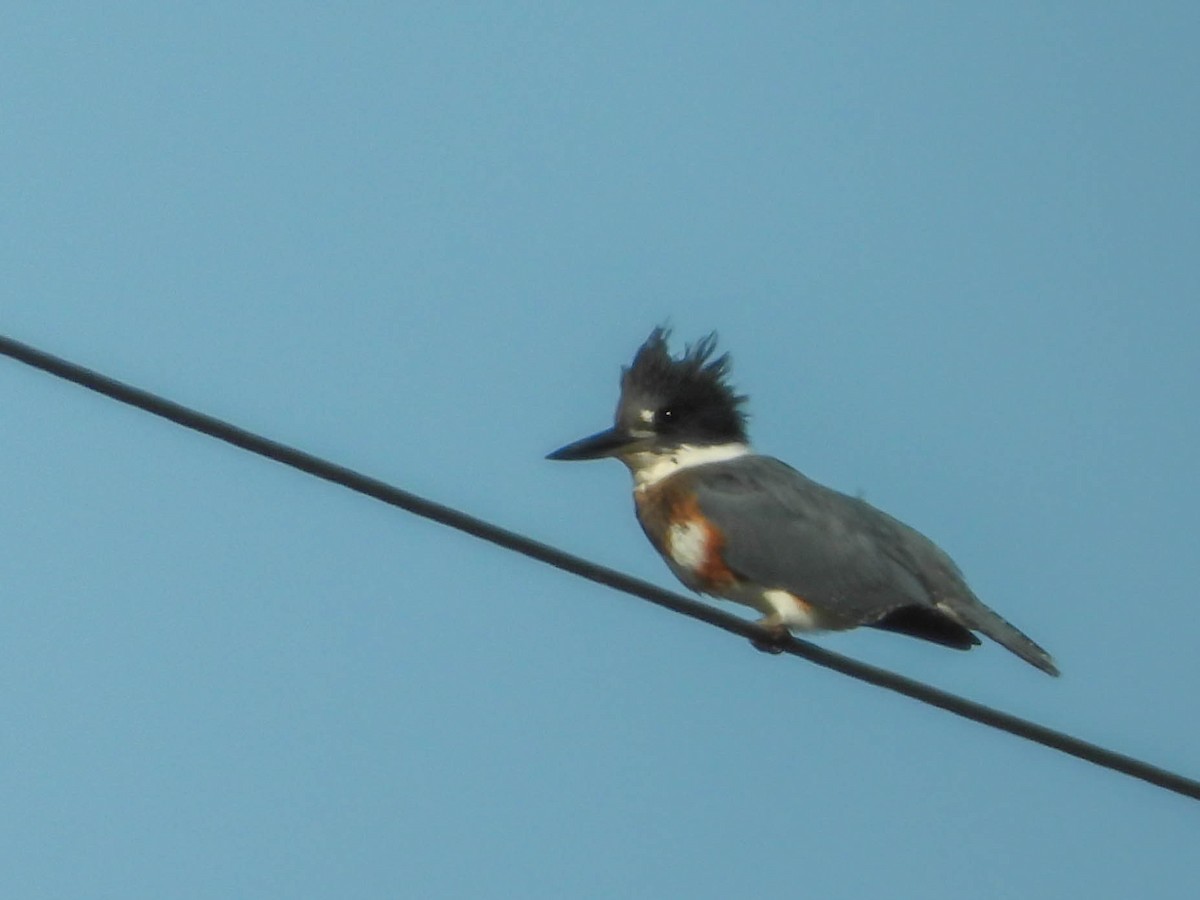 Belted Kingfisher - ML255515361