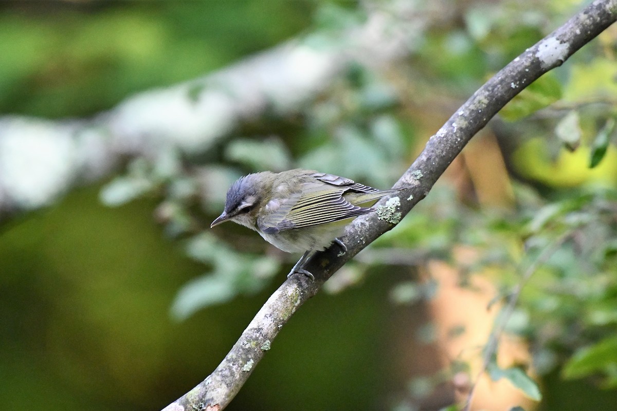 Vireo begigorria - ML255515541