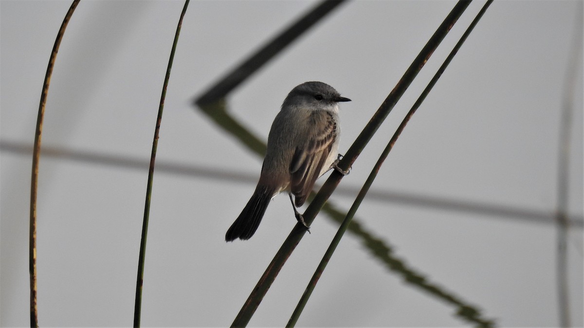 Sooty Tyrannulet - ML255515571