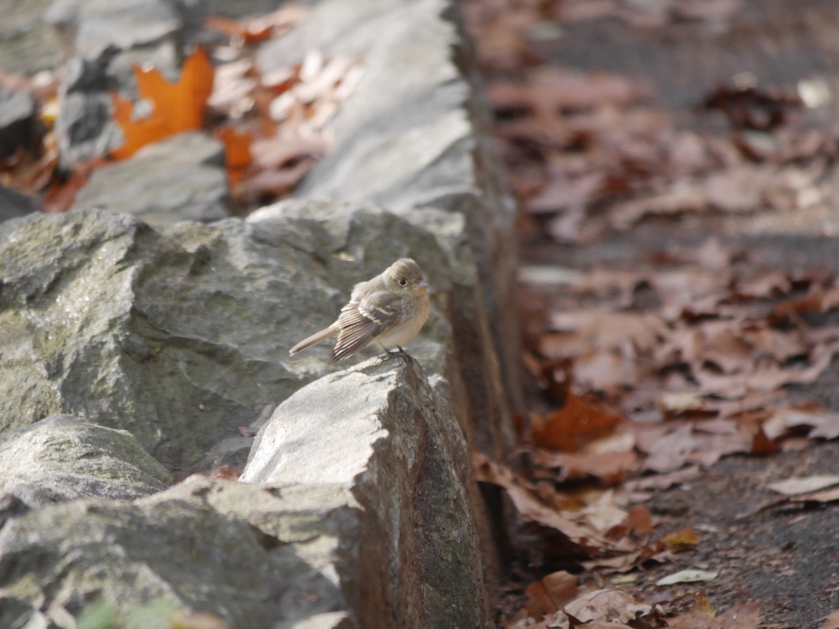 Western Flycatcher - ML255515731