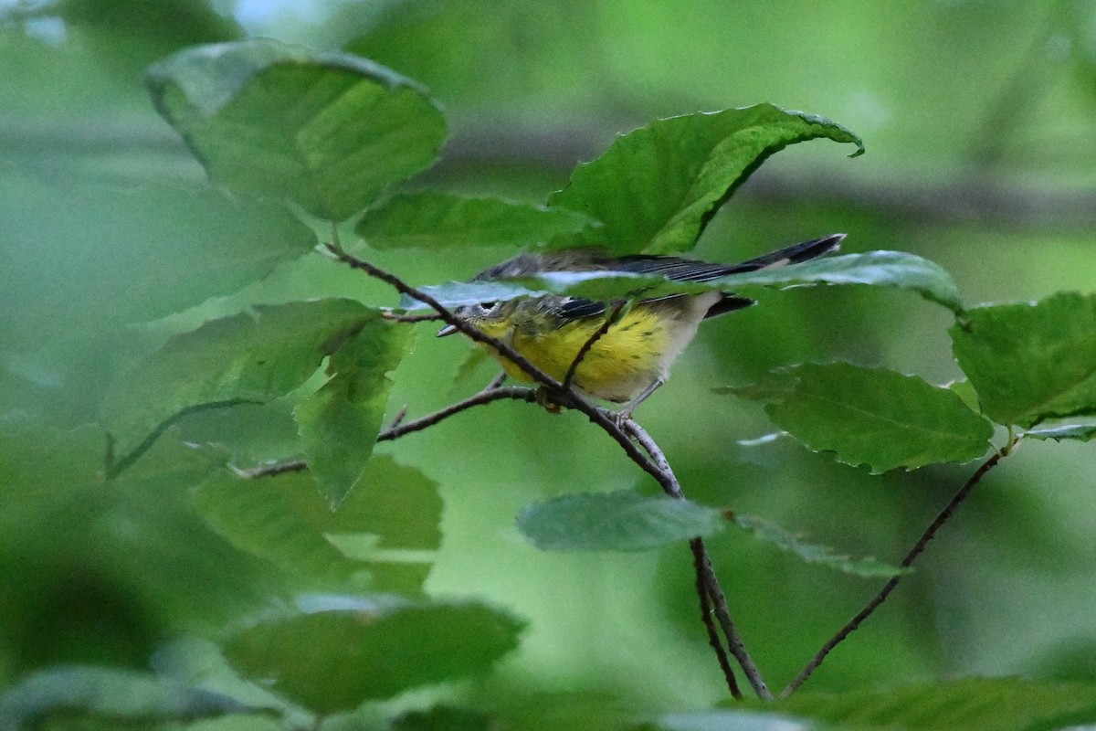 Magnolia Warbler - ML255515771