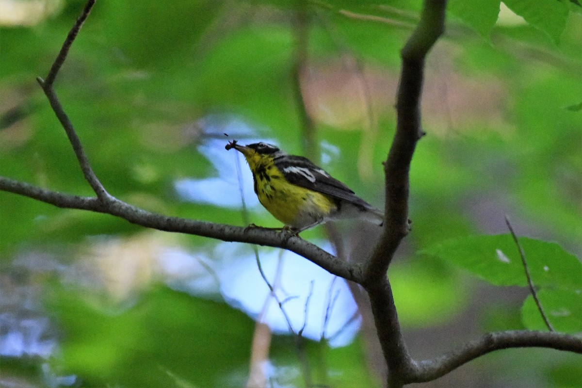 Magnolia Warbler - ML255515791