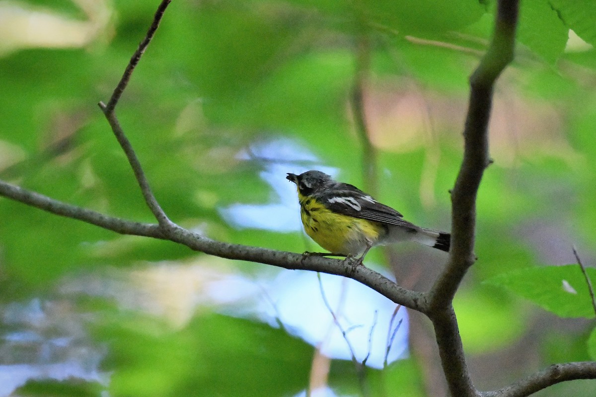Magnolia Warbler - ML255515801
