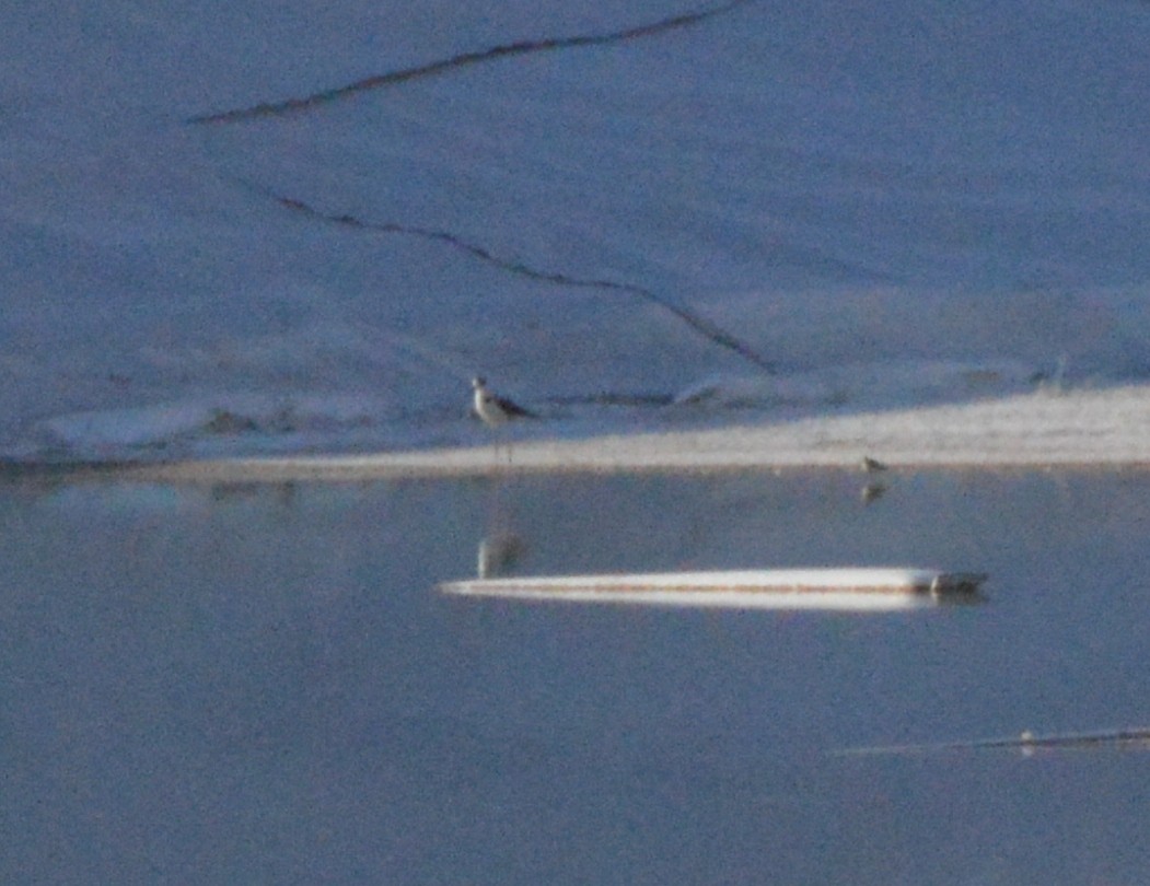 Black-necked Stilt - Michelle Brock