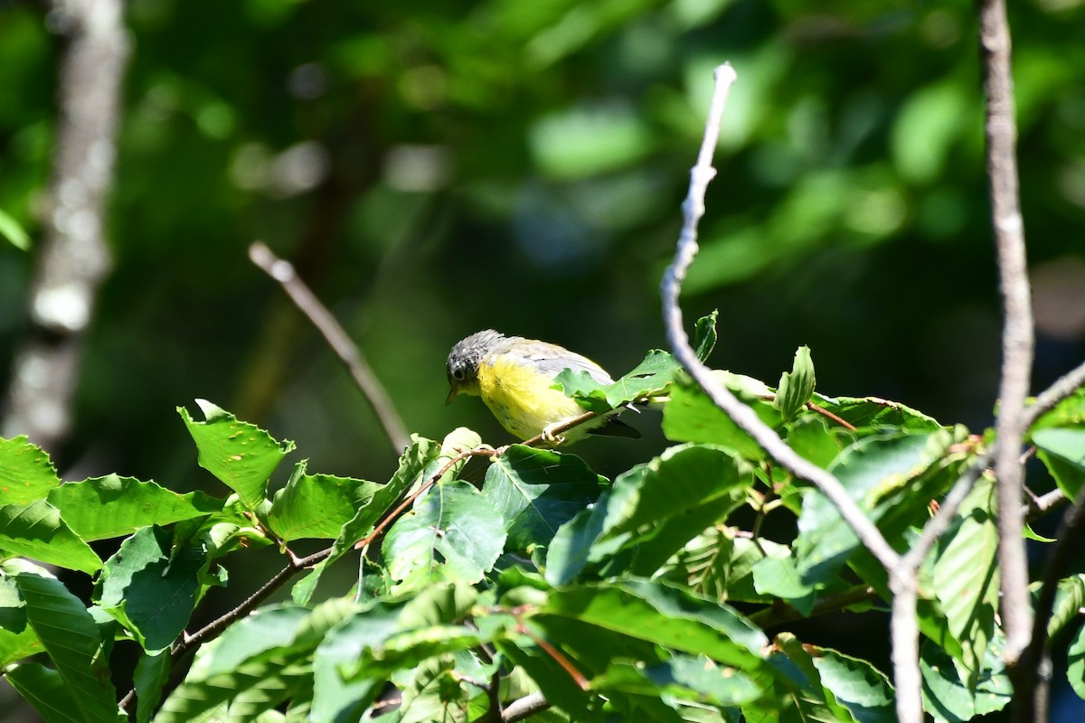 Magnolia Warbler - ML255516081