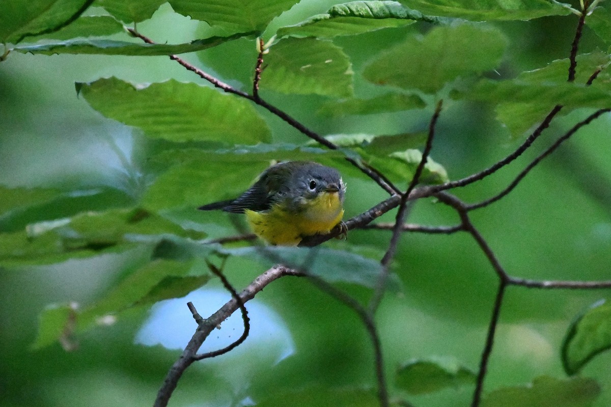 Magnolia Warbler - ML255516561
