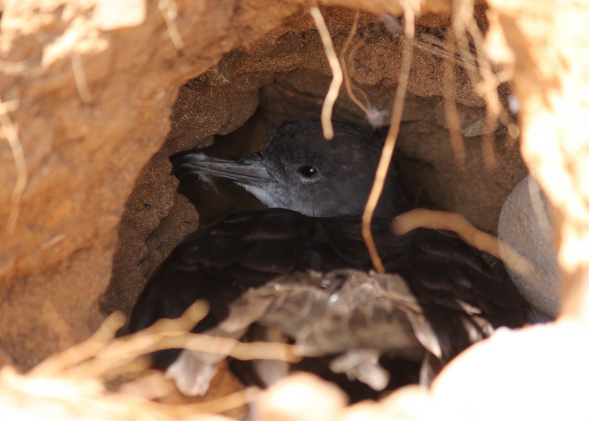 Wedge-tailed Shearwater - ML255516581