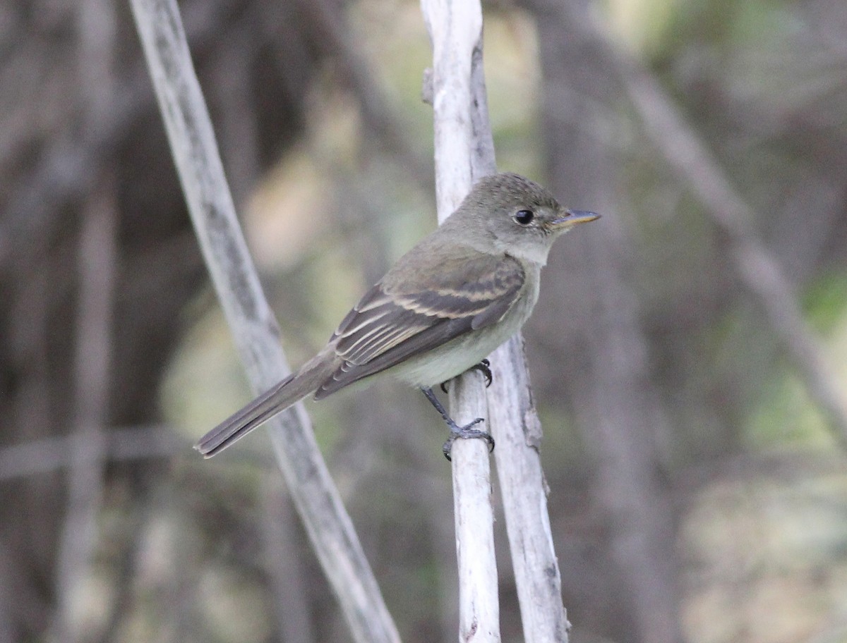 Willow Flycatcher - ML255516631