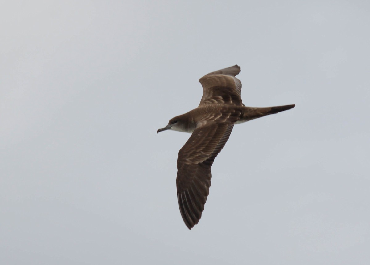 Wedge-tailed Shearwater - ML255516751