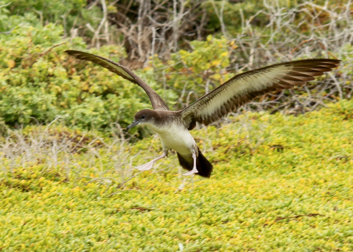 Wedge-tailed Shearwater - Jen Sanford