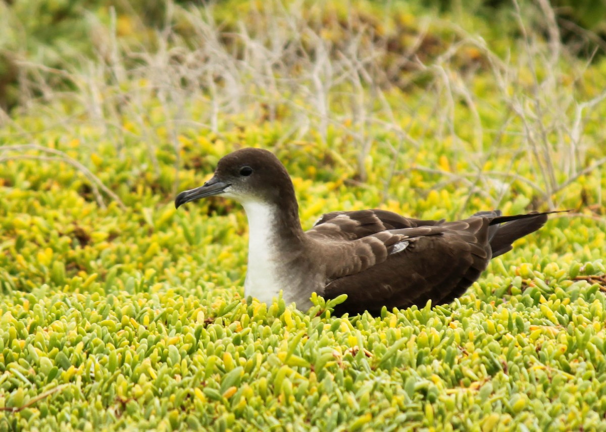 Wedge-tailed Shearwater - ML255516771