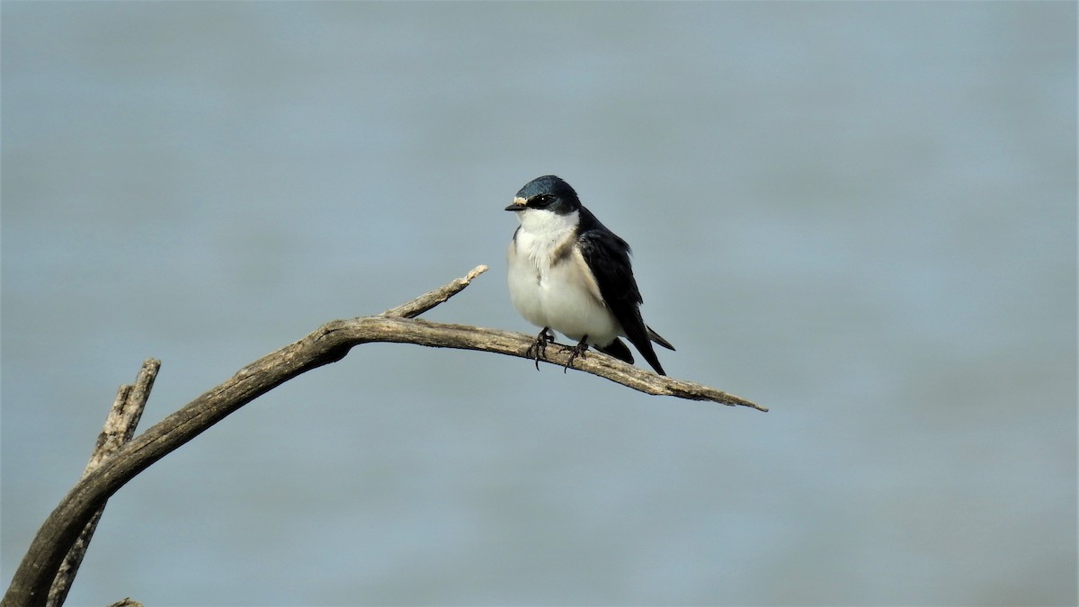 White-rumped Swallow - ML255517311