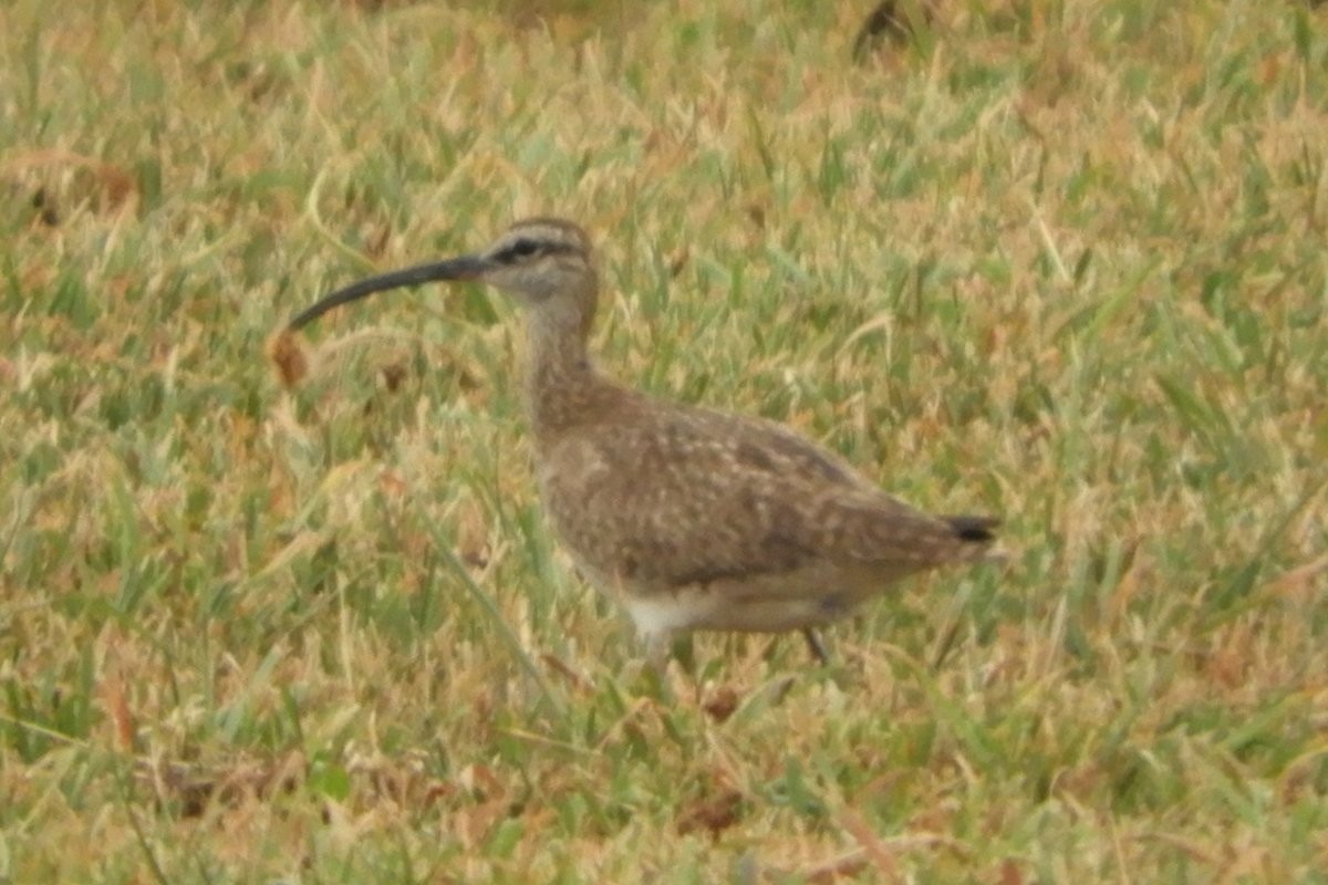 Whimbrel (Hudsonian) - ML255519061