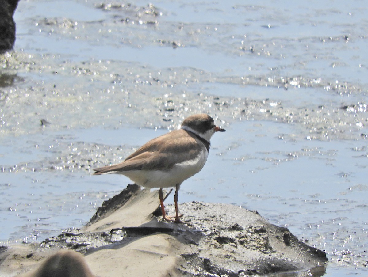 Semipalmated Plover - ML255519611