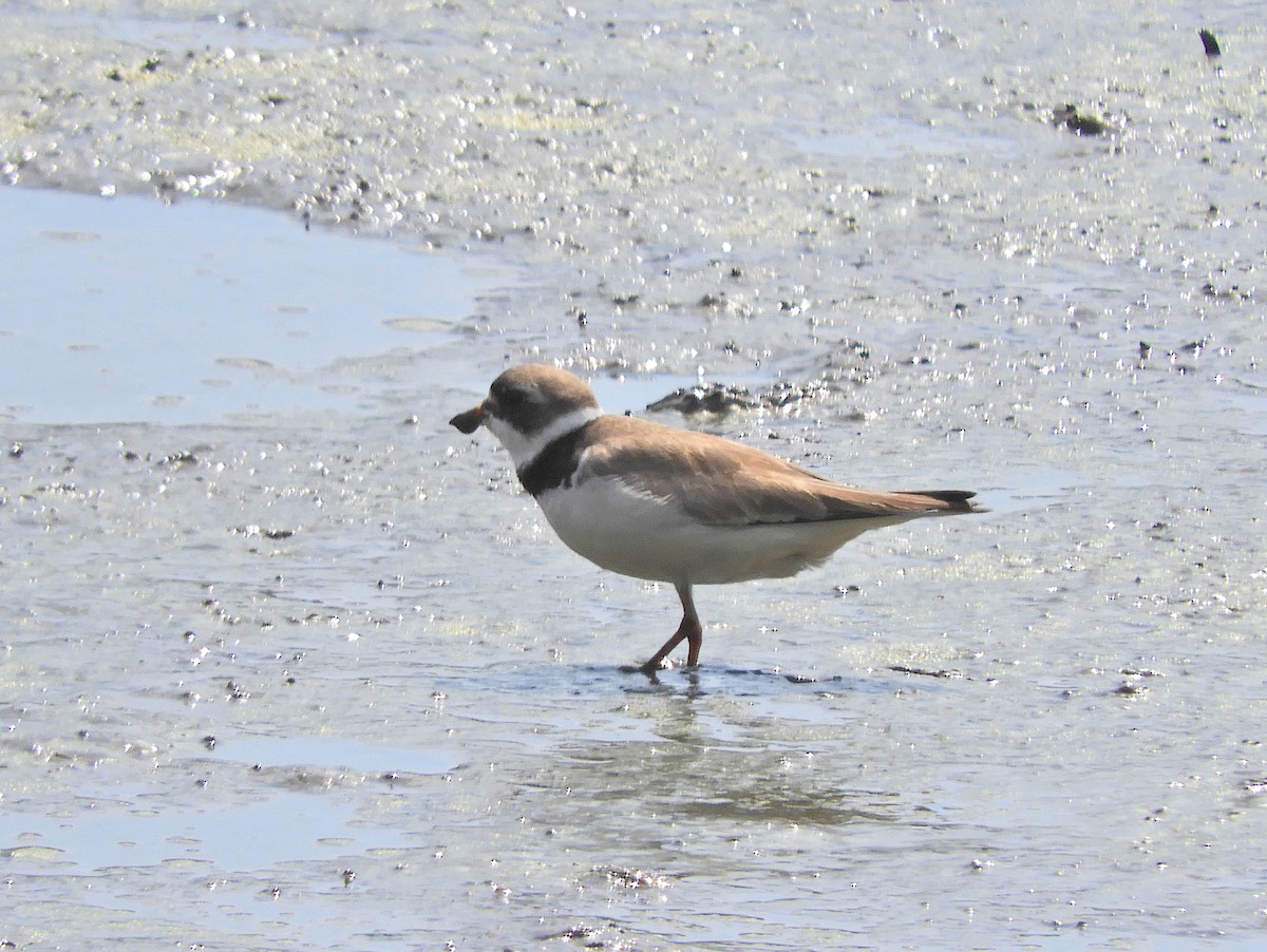 Semipalmated Plover - ML255520311