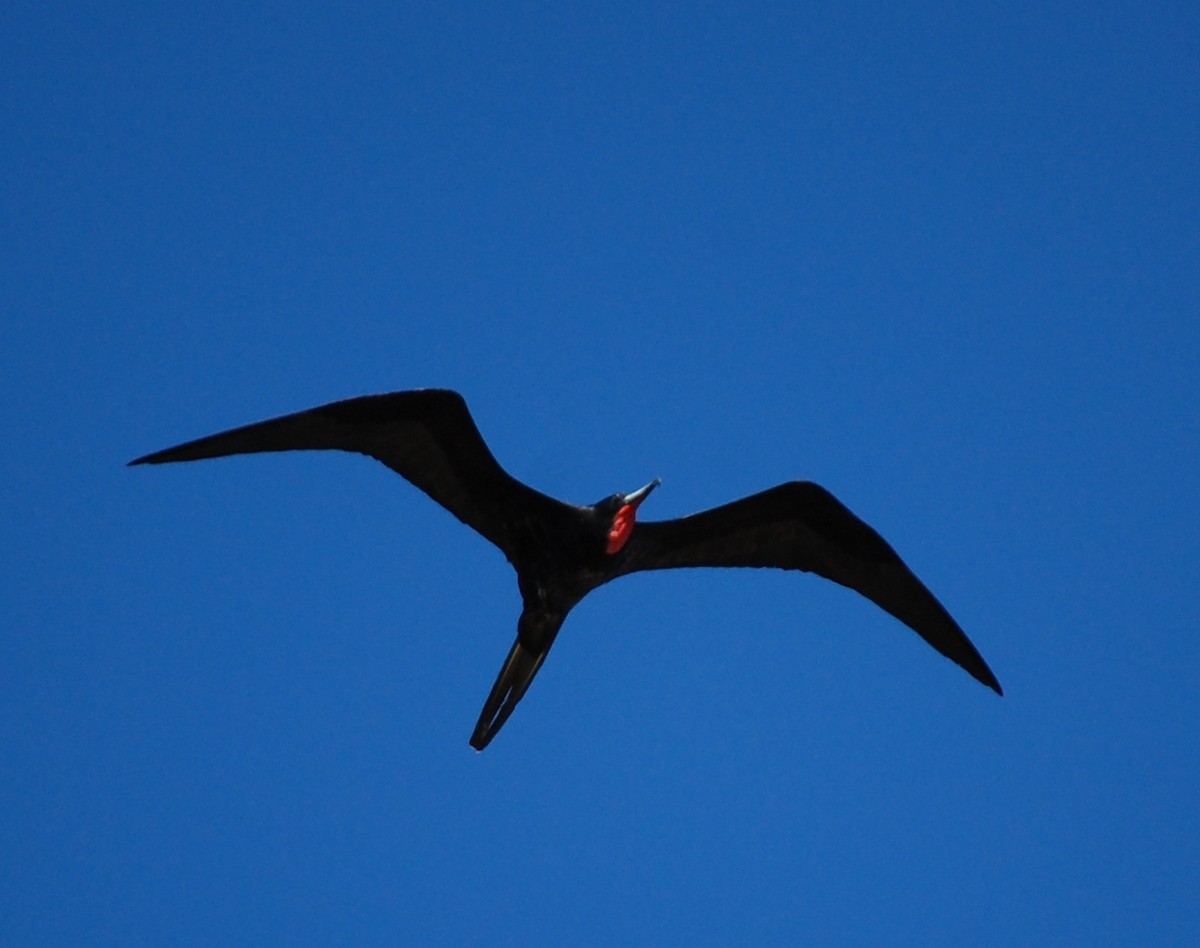 Magnificent Frigatebird - ML25552221