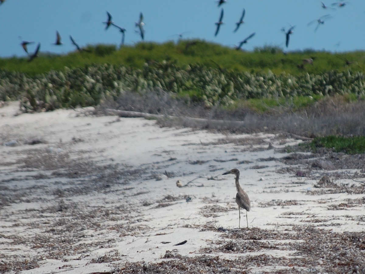 Yellow-crowned Night Heron - ML25552261