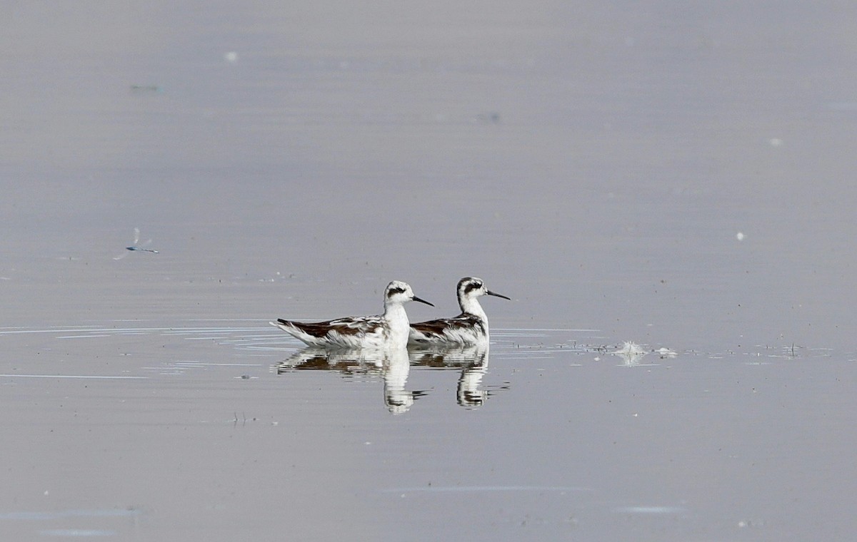 Red-necked Phalarope - Lynn Duncan