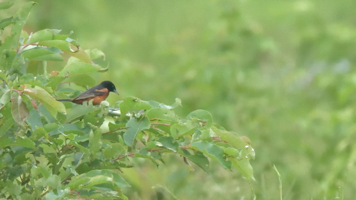 Orchard Oriole - Richard Snow