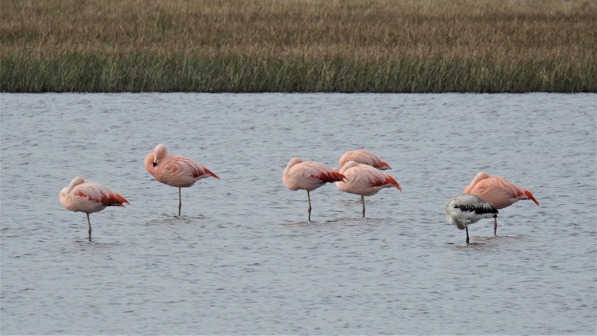 Chilean Flamingo - ML255524671