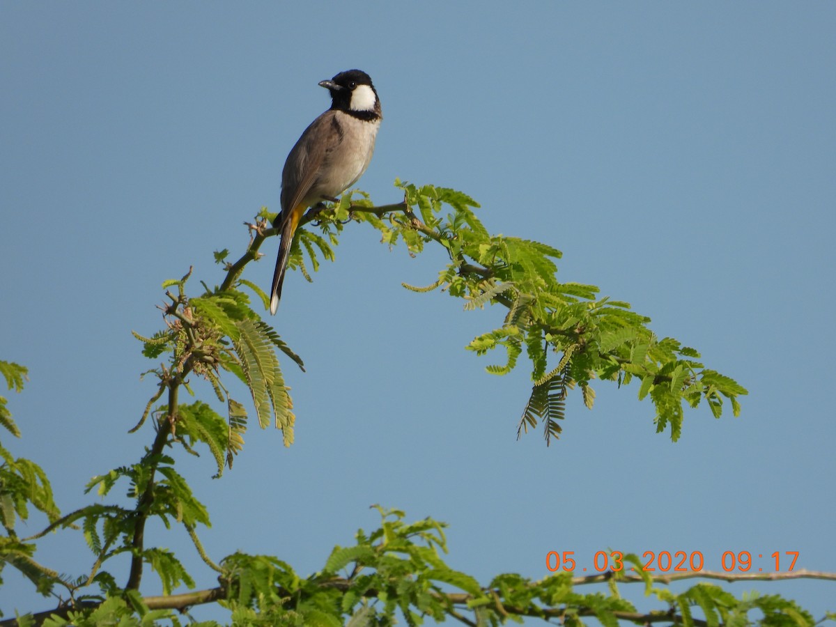 White-eared Bulbul - ML255525011