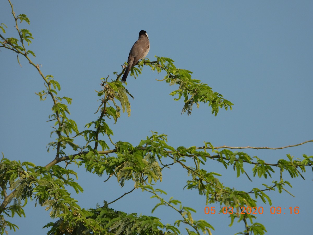 White-eared Bulbul - ML255525051