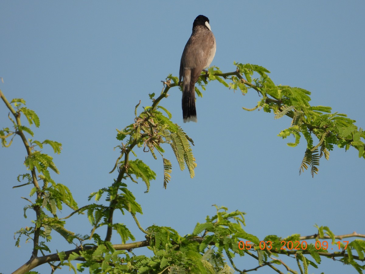 White-eared Bulbul - ML255525061