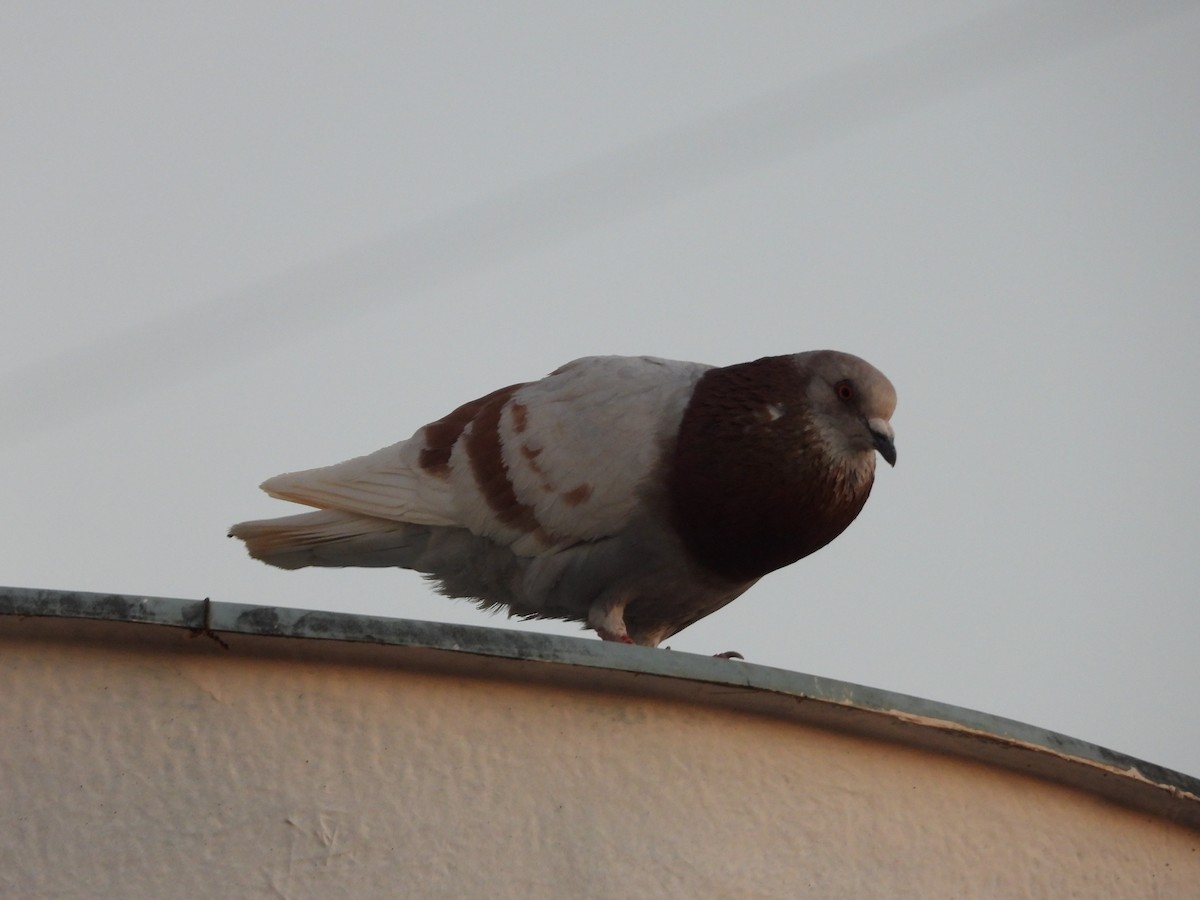 Rock Pigeon (Feral Pigeon) - Edvaldo Júnior