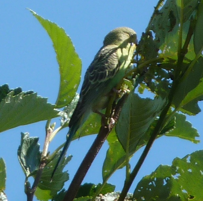 Budgerigar - Rick Bennett