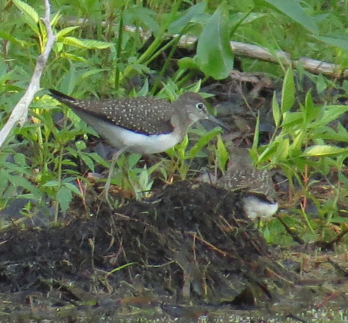 Solitary Sandpiper - Amy Lawes