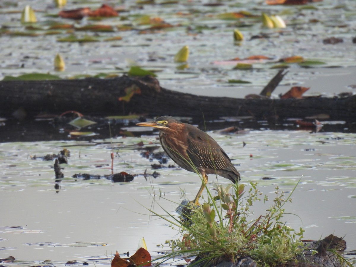 אנפית ירוקה - ML255530311
