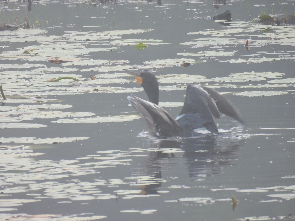 קורמורן אמריקני - ML255530341