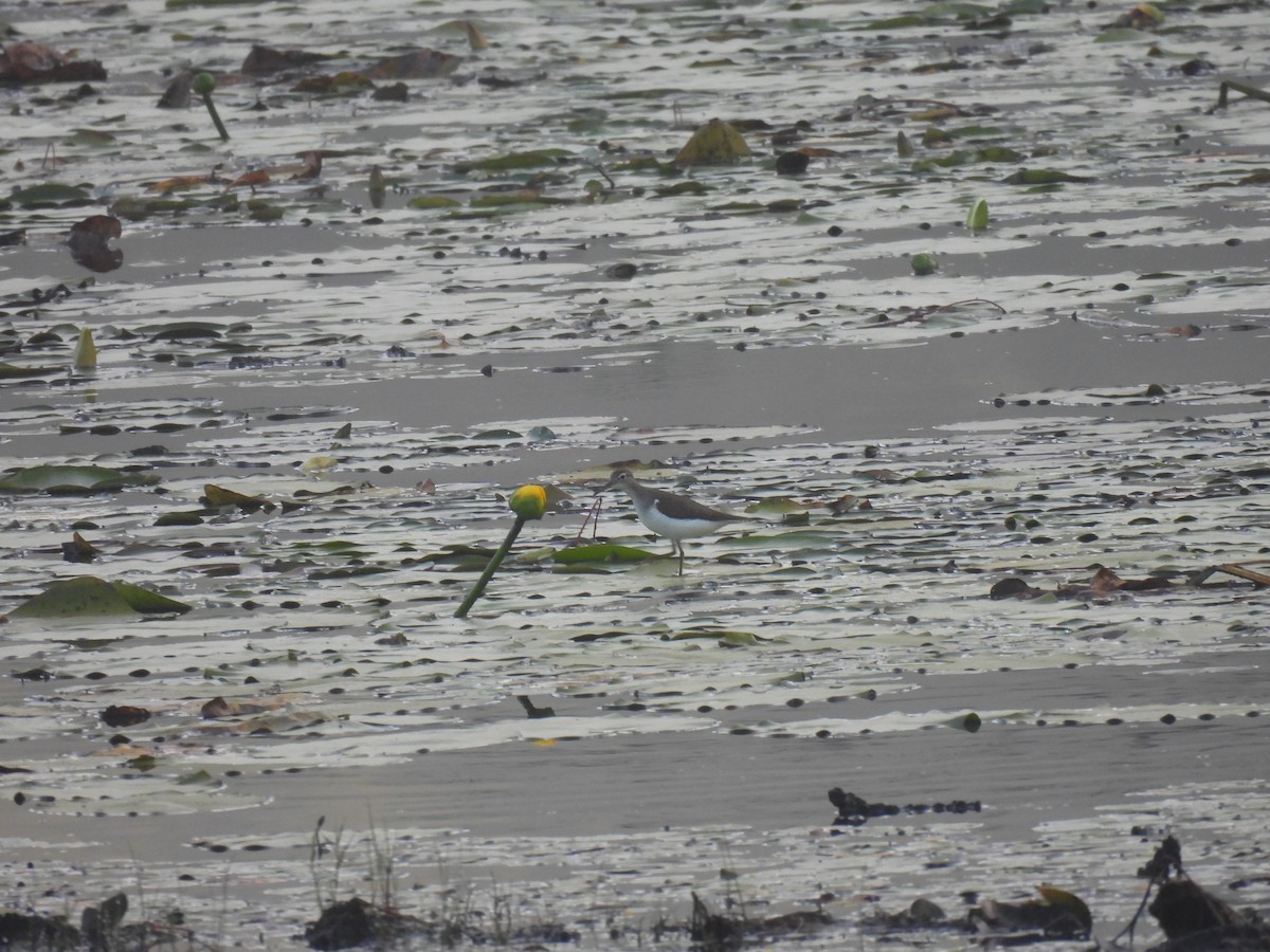 ביצנית נקודה - ML255530521