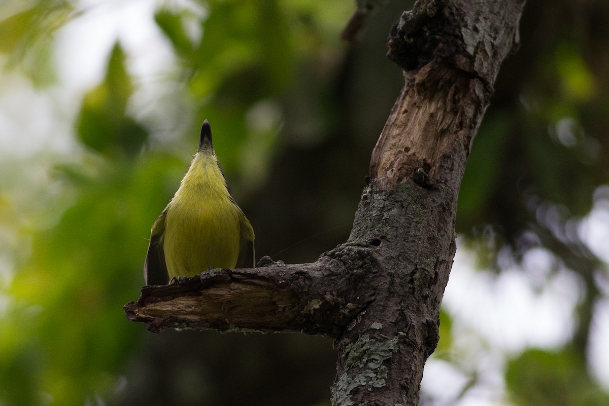 Common Tody-Flycatcher - ML25553221