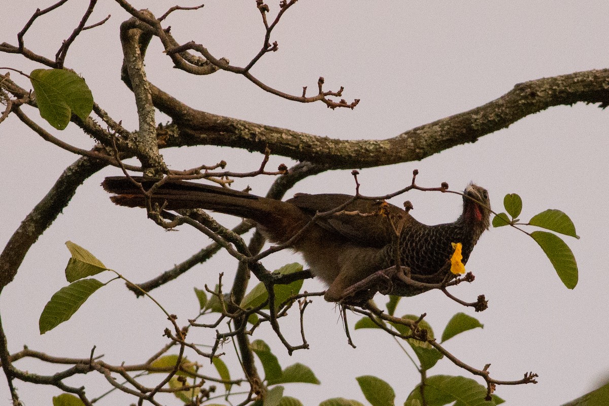 Colombian Chachalaca - ML25553241