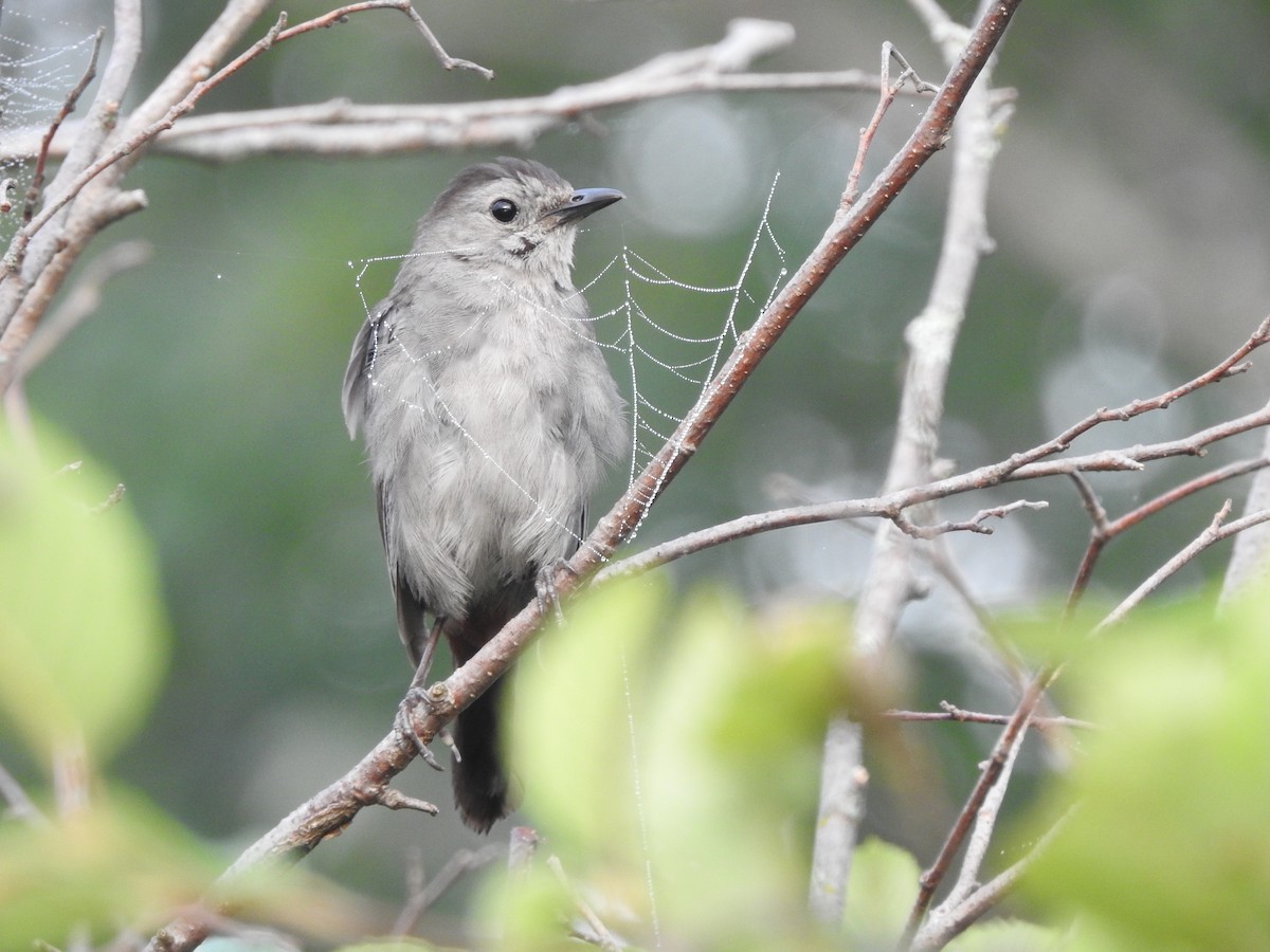 Gray Catbird - ML255532581