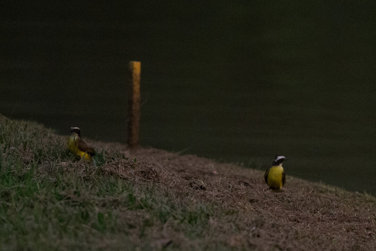 Rusty-margined Flycatcher - ML25553321