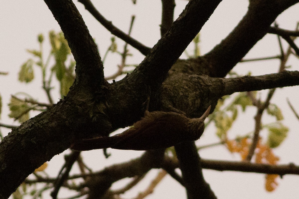 Streak-headed Woodcreeper - ML25553381