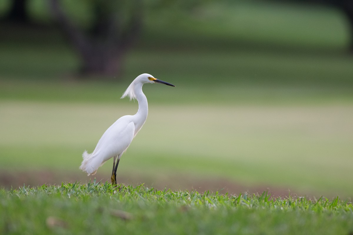 Snowy Egret - ML25553391