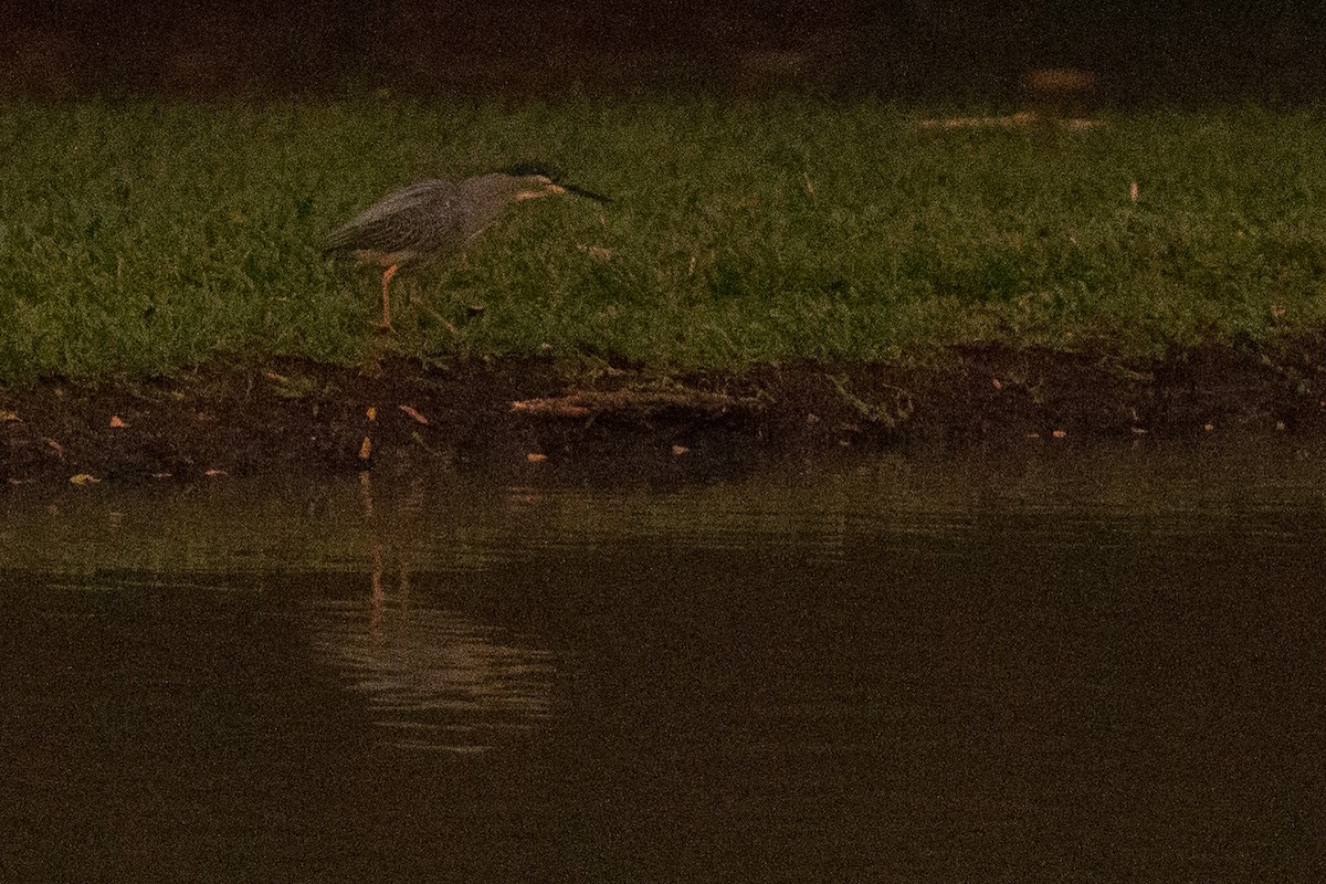 Striated Heron - ML25553401