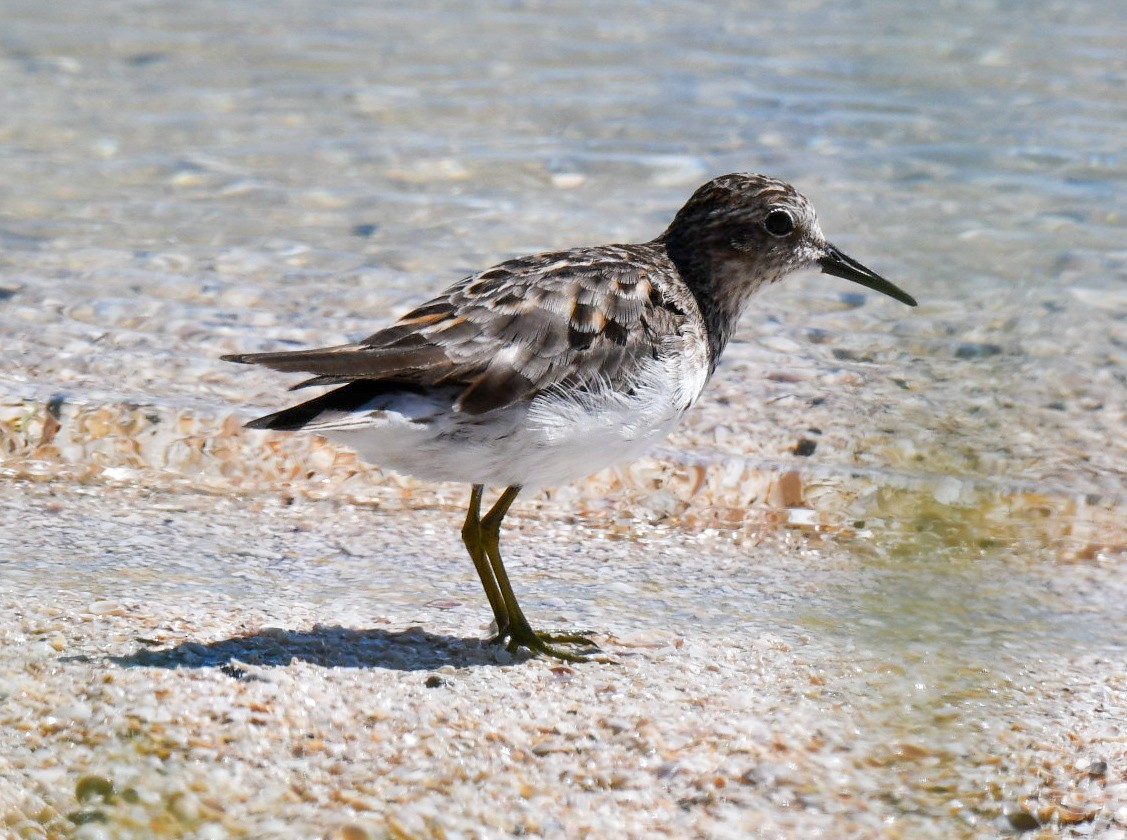 Least Sandpiper - ML255534041