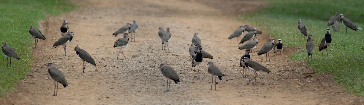 Southern Lapwing (cayennensis) - ML25553421