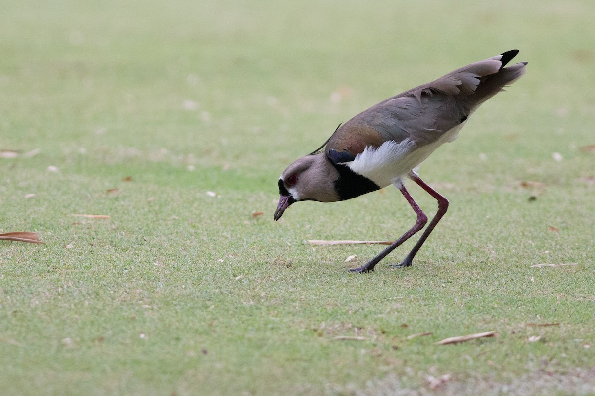 Southern Lapwing (cayennensis) - ML25553451