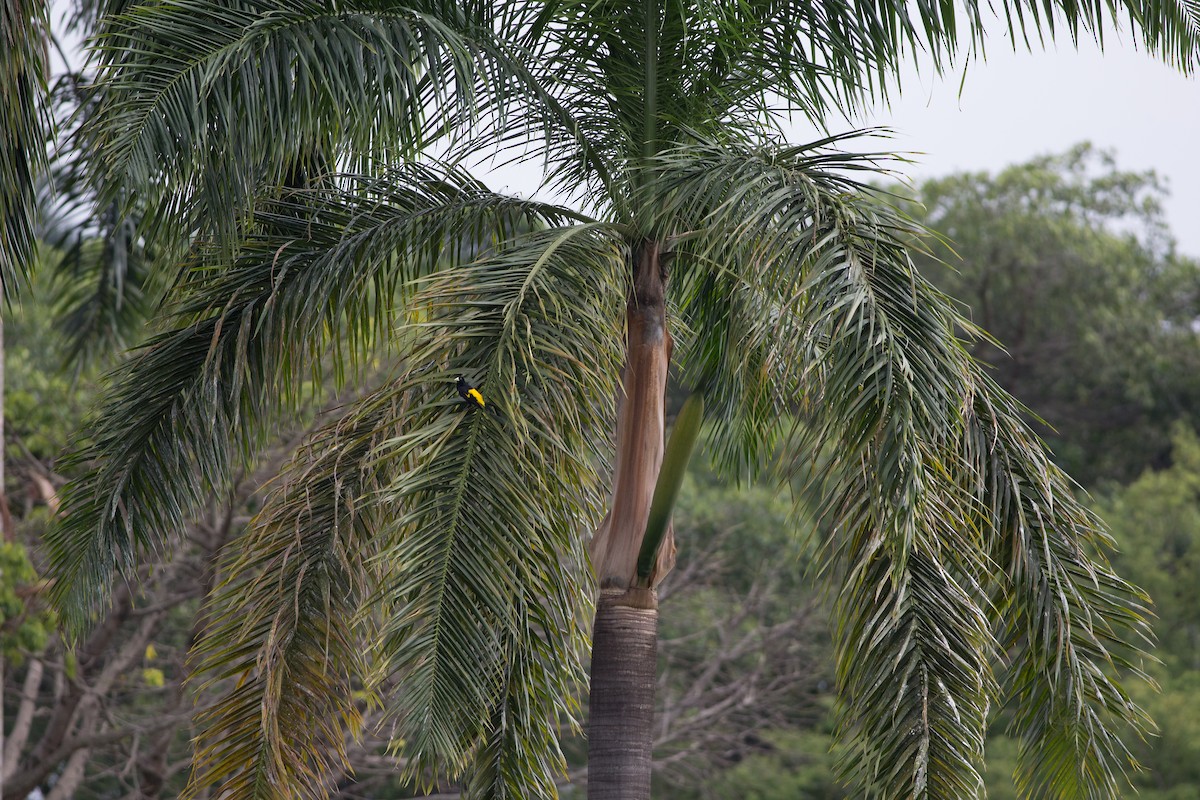 Yellow-rumped Cacique (Western) - ML25553531