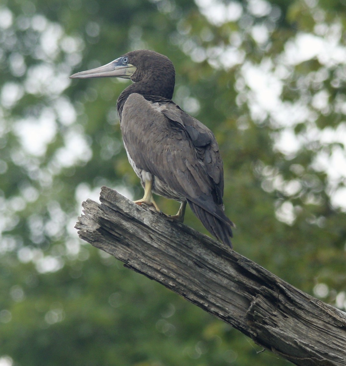 Brown Booby - ML255535961