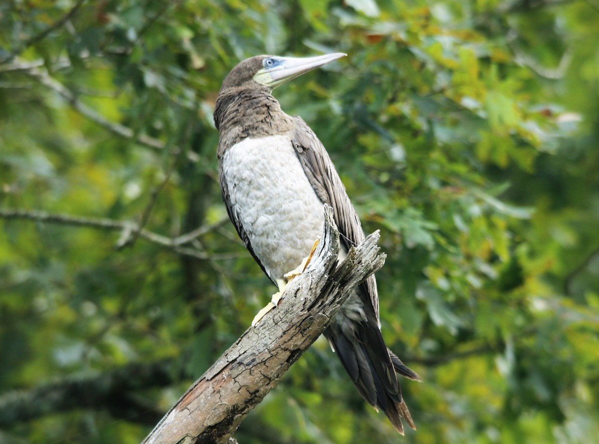 Brown Booby - ML255536051