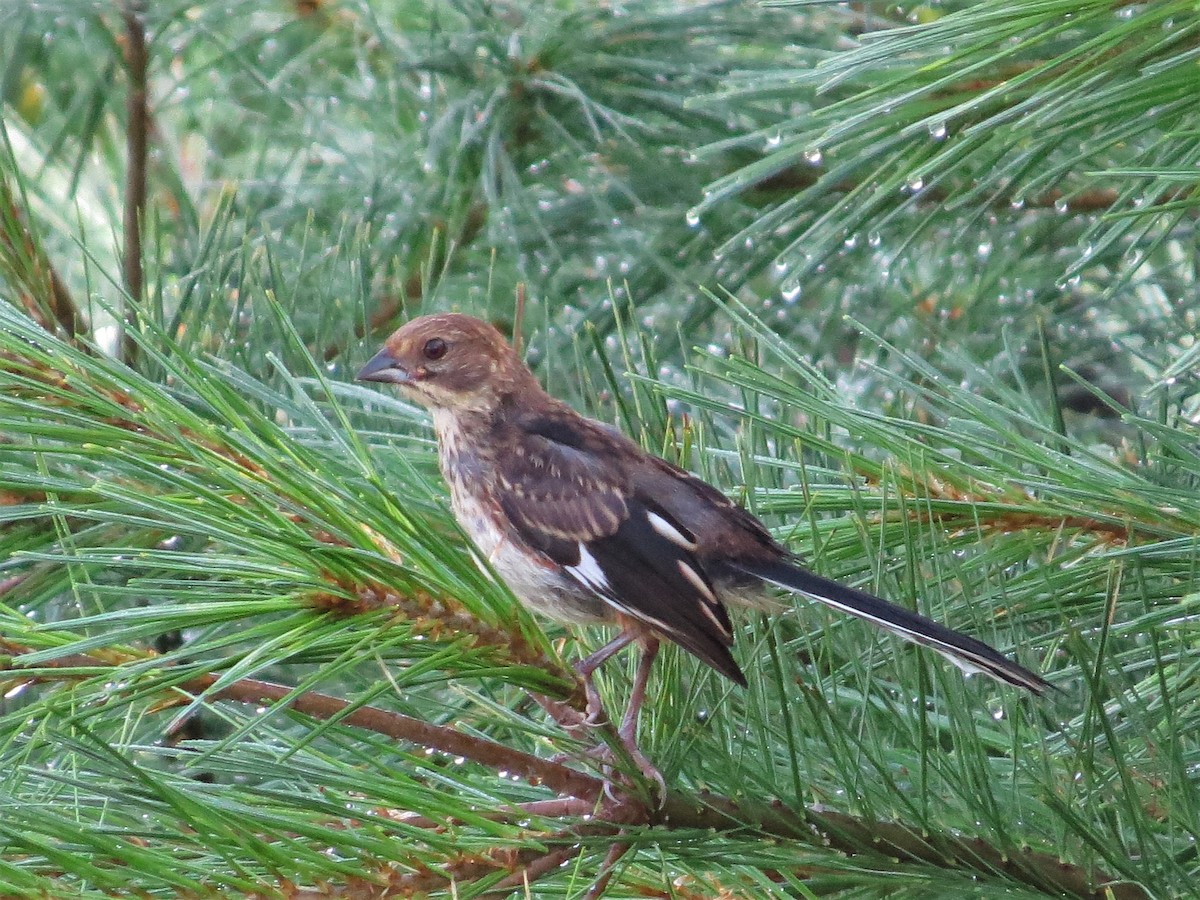 Eastern Towhee - ML255538251