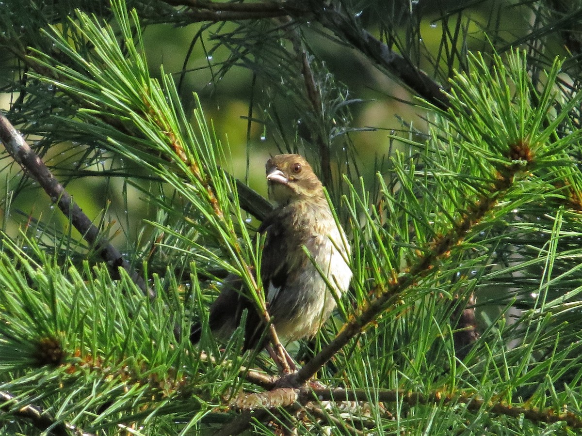 Eastern Towhee - ML255538301