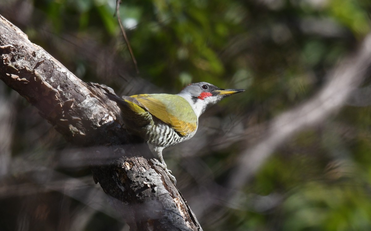 Japanese Woodpecker - ML255540871